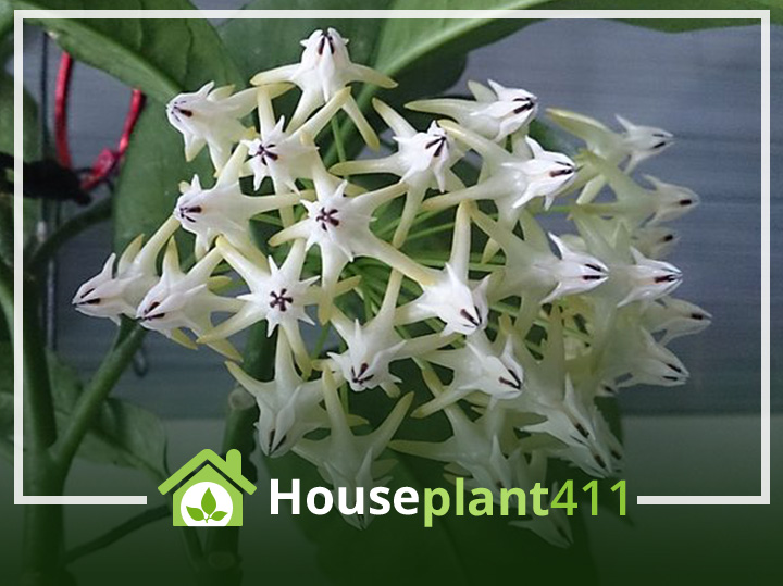 Hoya Shooting Star plant has trailing stems with clusters of white, waxy, star-like flowers and thick, green leaves.