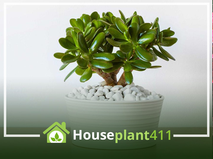 Secrets to Sunshine & Success Jade Plant Lighting & Outdoor Care