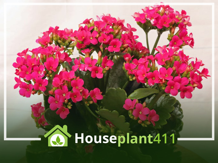 Kalanchoe plant with thick, green. scalloped, rubbery leaves and bright pink flowers