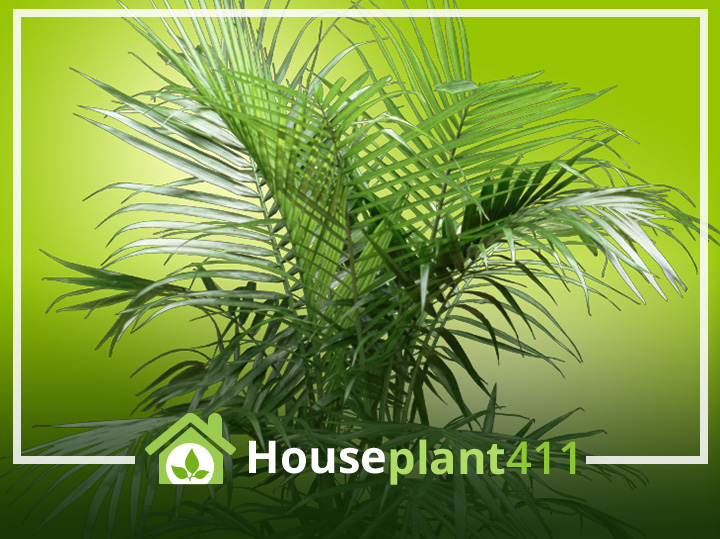Large, feathery green fronds on a tall majesty palm - Houseplant411