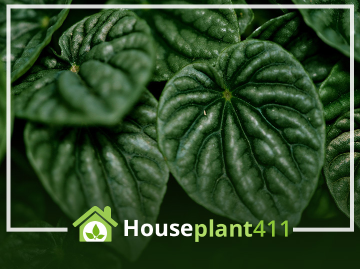 Green Peperomia plant with round, glossy leaves, captured in a close-up shot.