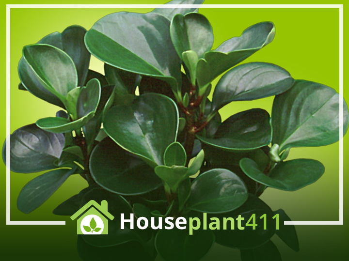 A Peperomia plant has thick, rubbery, green, oval leaves and thick stems