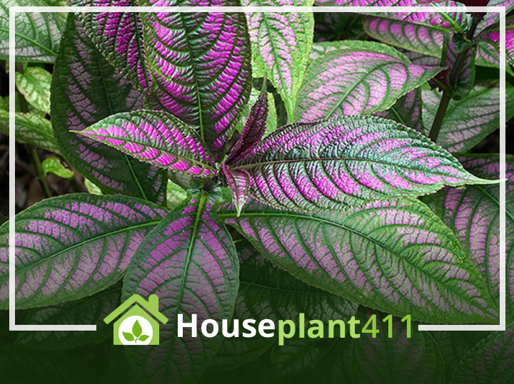 A close-up photo of a Persian Shield plant with deep purple, ruffled leaves and green stems. The leaves have a metallic sheen and veins that shimmer in the light.