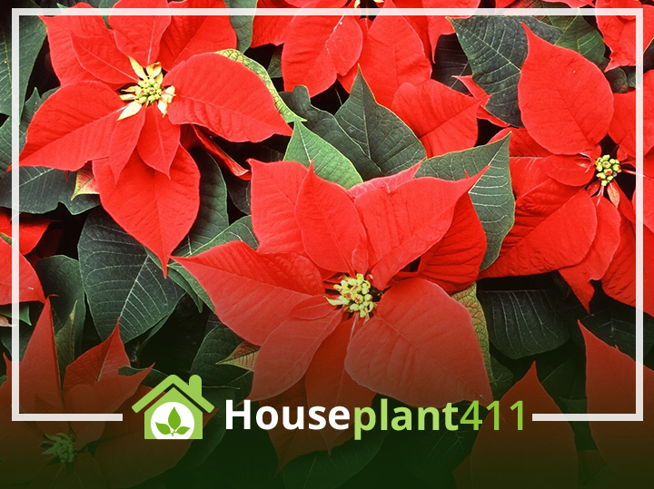Vibrant red poinsettia blooms burst forth from a cluster of emerald leaves.