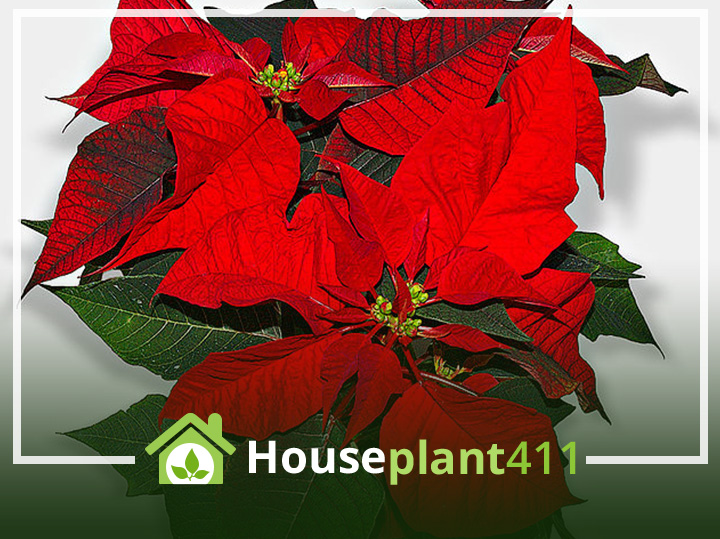 Bright red poinsettia plant. Learn how to get a poinsettia to flower again