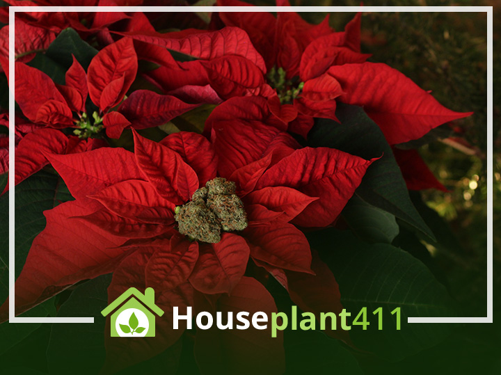 A poinsettia plant with vibrant red bracts and green foliage, featuring a unique element of marijuana leaves intertwined within its blooms.