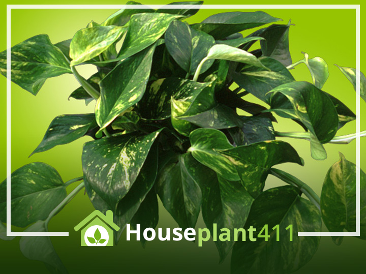 A close-up photo of a lush green pothos plant, with heart-shaped leaves of variegated shades of green.