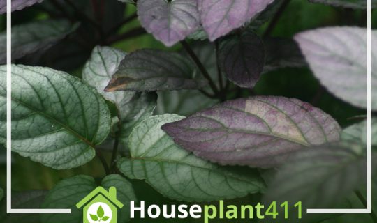 A succulent houseplant with ruffled, puckered leaves resembling waffles, showcasing a blend of purple and green hues.