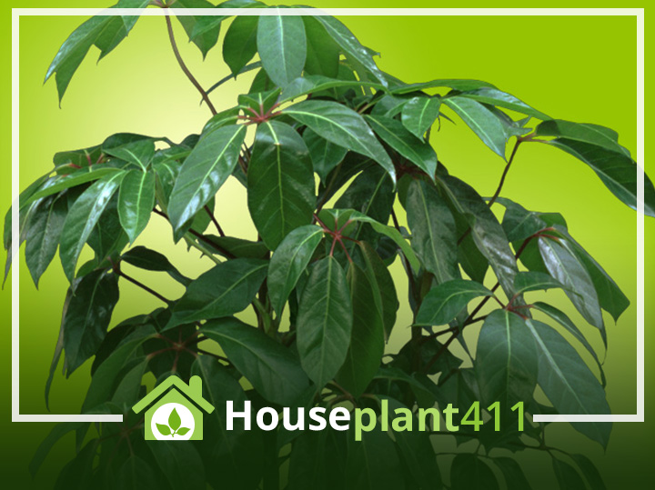 A Schefflera plant, or Umbrella Plant, has large, shiny, green leaves that drape down like an umbrella. How to grow care tips at Houseplant411.com.
