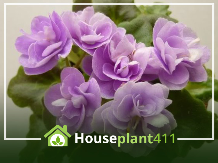 Purple flowers and velvety leaves on African Violet plant - Houseplant411