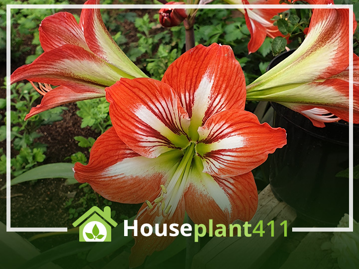 A close-up photo of a vibrant red and white amaryllis flower in full bloom, surrounded by lush green leaves.