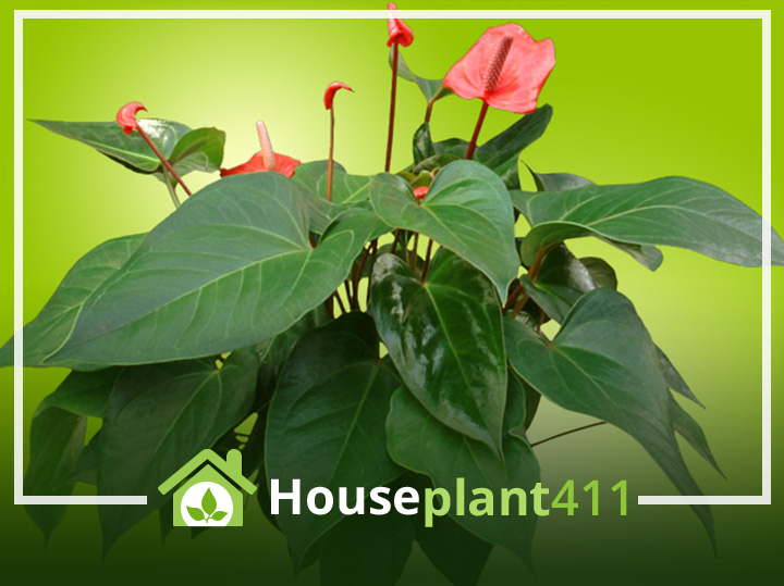 Anthurium plant with harge, heartshaoed green leaves and red flowers - Houseplat411