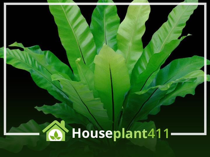 Learn to identify, grow and care for a Bird's Nest Fern fern