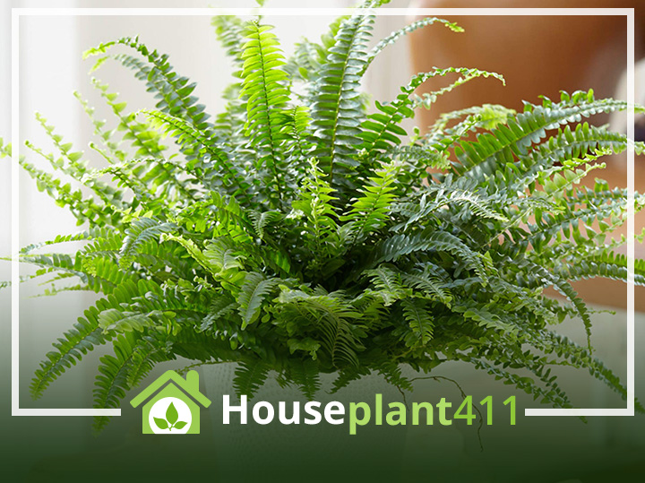 Long, draping fronds covered in hundreds of green plantlets - Houseplant411