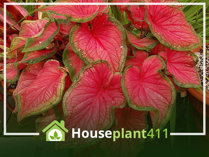 How to identify, care for, and grow a caladium plant