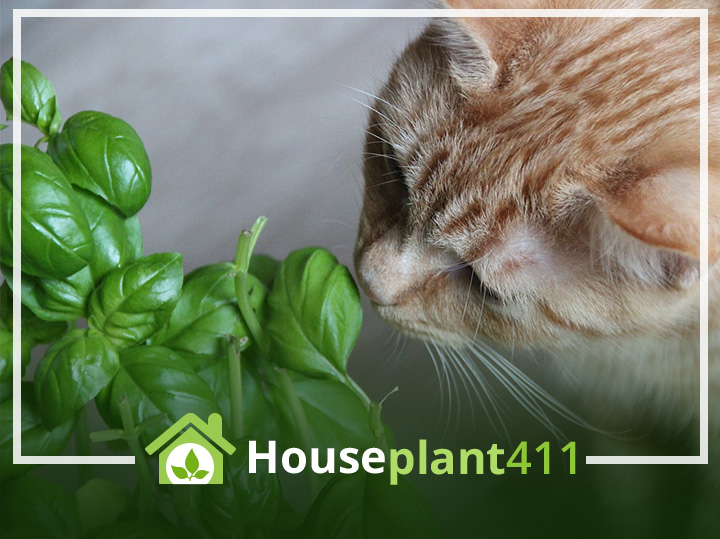 A tabby cat perched on a window sill, looking curiously out at the greenery below. A potted houseplant sits safely on a nearby shelf, out of the cat’s reach.
