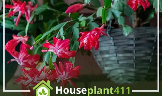 Christmas Cactus-bright pink flowers and thick green segmented stems - Houseplant411
