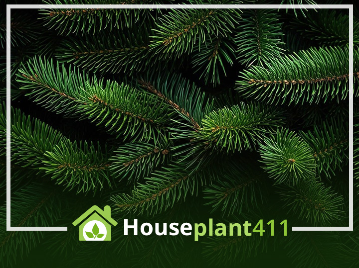 Christmas Tree Woes? Debunking Myths & Protecting Your Pets & Kids with