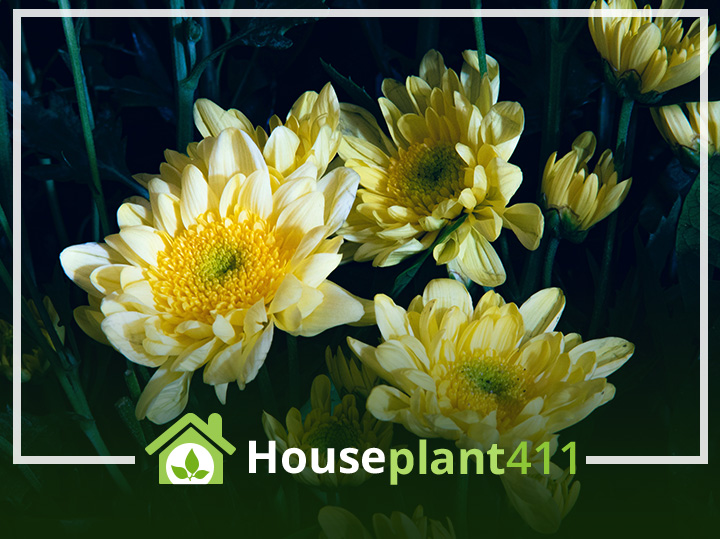 "Daisy" Chrysanthemum plant with bright yellow flowers and green leaves.
