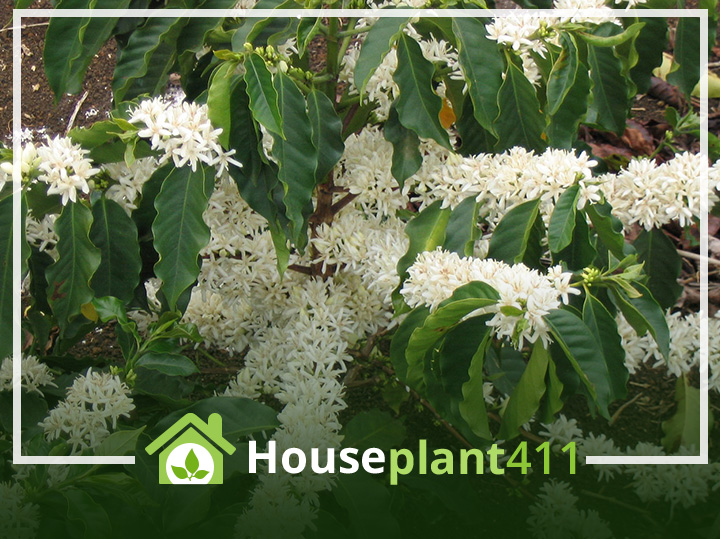A Coffee plant has dark green, crinkled leaves with ruffled edges and produces small, fragrant white blossoms.