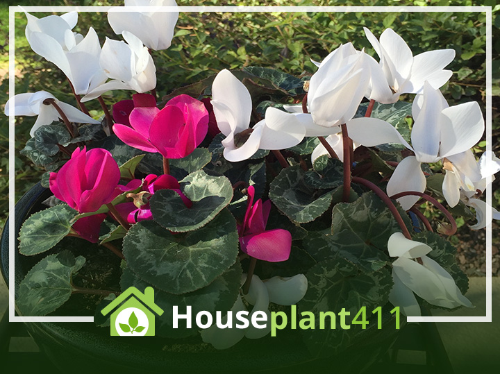 Cyclamen plant - Red and white flowers and heart shaped green and solver leaves -Houseplant411