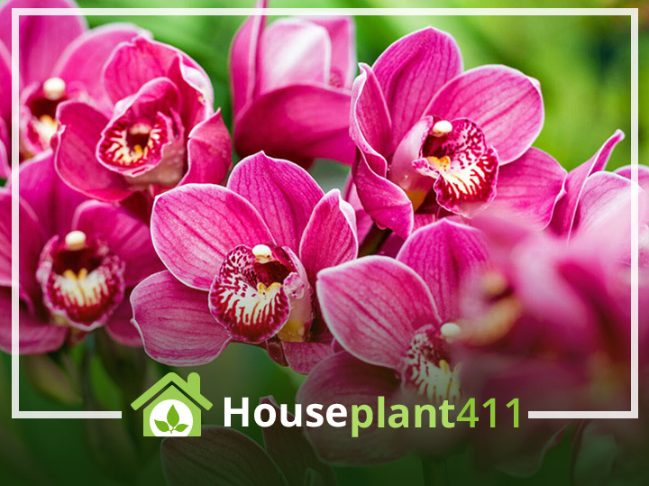 Cymbidium Orchid plant has dark pink flowers with five petals and thick green leaves