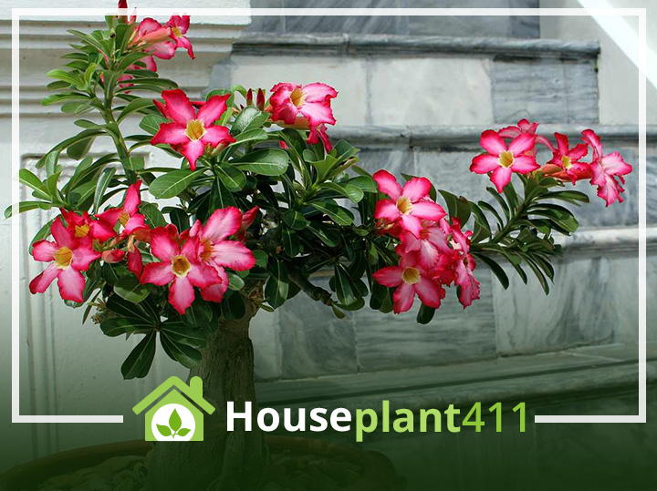 desert Rose plant has thick, woody, twisted base and bright pink flowers -Houseplant411