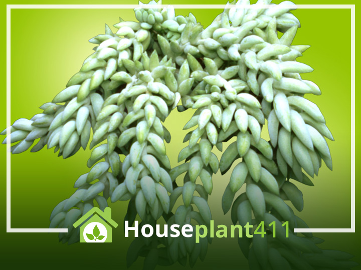 Donkey's Tail plant has long, hanging stems covered in thick, blue-green leaves that overlap