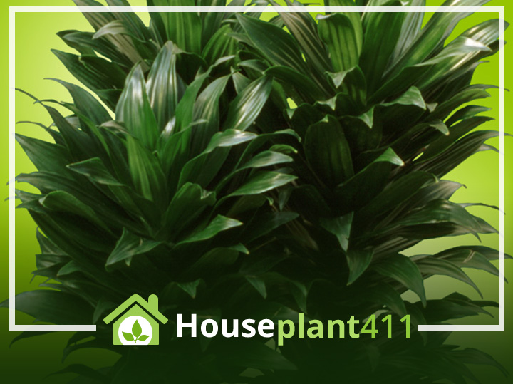 A Dracaena Compacta has thick green stems and clumps of short, dark, green leaves.