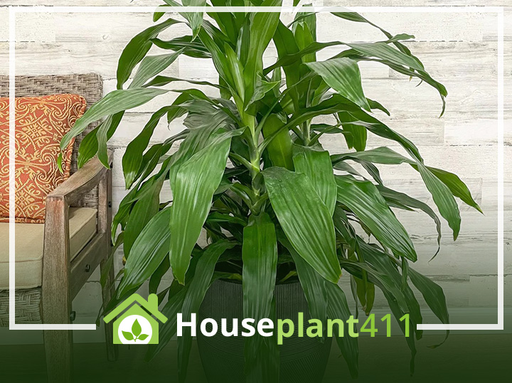 A large Dracaena Janet Craig plant with broad, dark green leaves growing upright in a brown pot on a wooden floor.