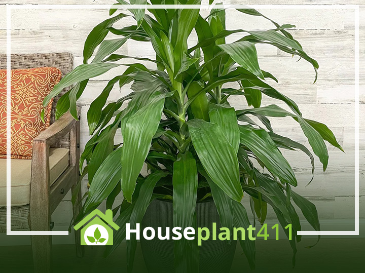 Dracaena Janet Craig How To Grow Care Guide