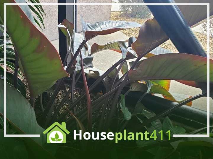 Imperial Red Philodendron Care and Maintenance