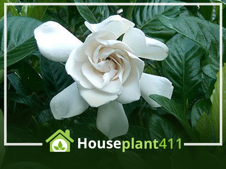 Gardenia plant has beautiful, scented, waxy, white flowers and glossy, green leaves.