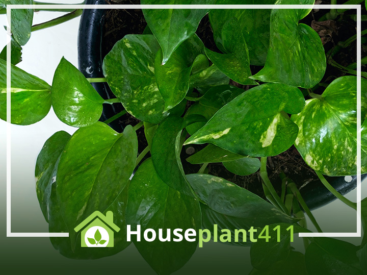 Lush green pothos plant with heart-shaped leaves, cascading from a hanging basket.
