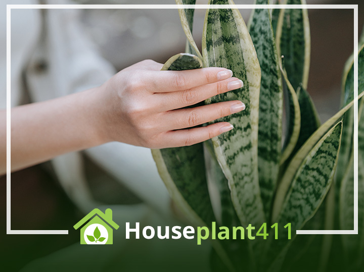 A woman holding a snake plant (close up)