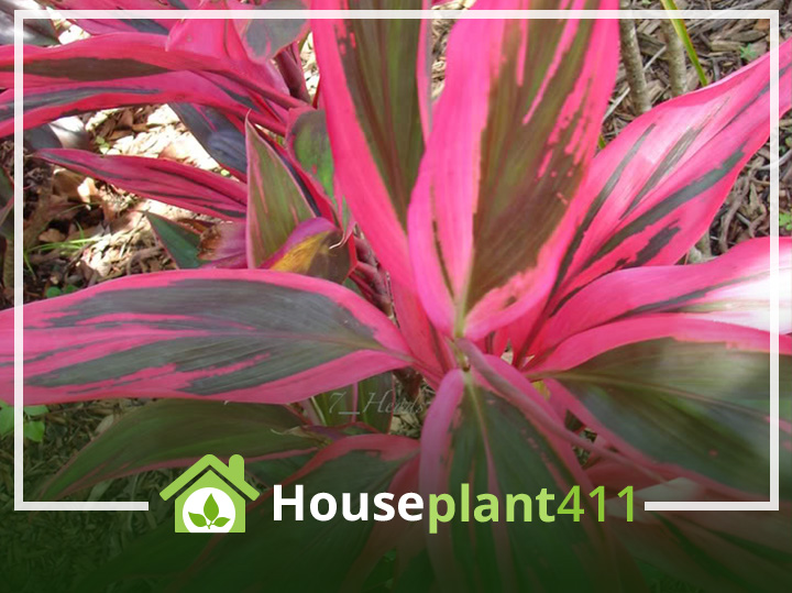 A Hawaiian Ti plant with its brightly colored, sword-shaped leaves, is perfect for a bright area.