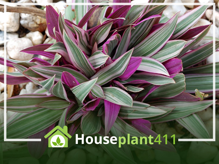 Purple and green plant, Moses-in-the-cradle, Tradescantia spathacea
