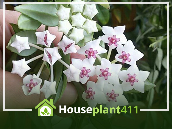 Learn to identify, care for, and grow a Hoya plant.