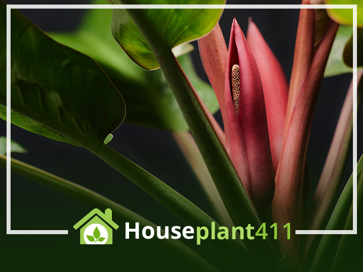 Keeping Imperial Red Philodendron as a houseplant!