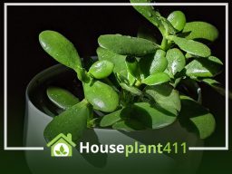 Feed Your Jade for Success: Fertilizing Tips for Thriving Houseplants