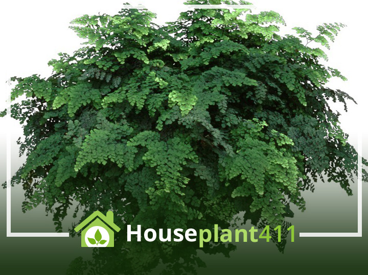 A Maidenhair Fern has graceful, draping fronds covered in tiny, triangular, green leaflets.