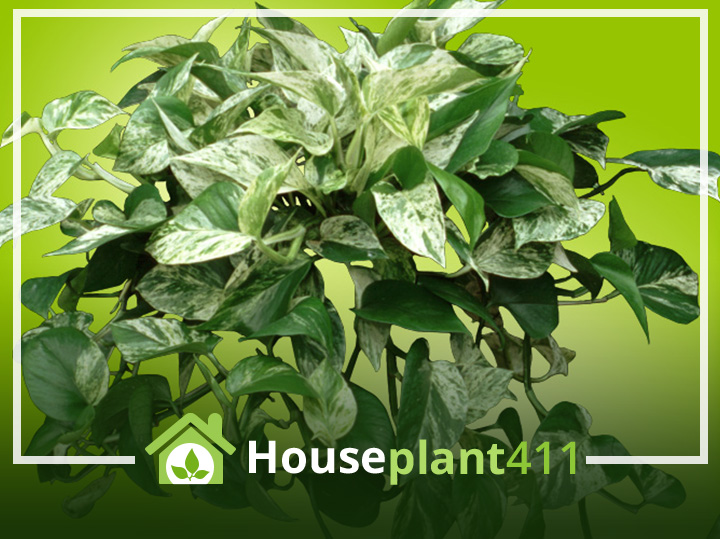 A lush marble queen pothos plant with heart-shaped leaves variegated in shades of green and white, cascading from a hanging basket.