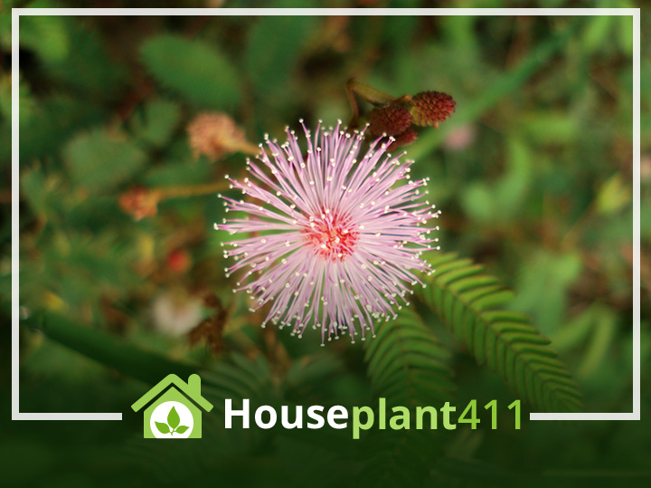 Mimosa Pudica, Sensitive plant, has prickly delicate branches and feathery fronds that fold and droop when touched