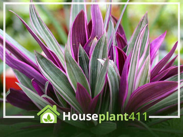 Moses In the Cradle plant has sword-shaped green, purple, and white striped leave with purple undersides.