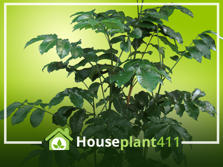 A Natal Mahogany plant has woody stems and dark green, shiny leaves. iI can grow over 7' in height and 4' in width.