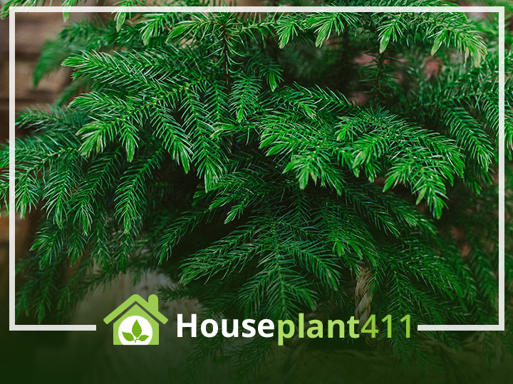 A Norfolk Pine is a stately, symmetrical, indoor evergreen tree.
