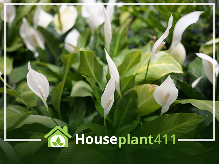 A majestic peace lily stands tall, its pristine white spathe and vibrant green leaves creating a striking contrast in this indoor setting.