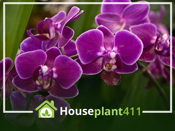 Orchid – Phalaenopsis Orchid Plant
