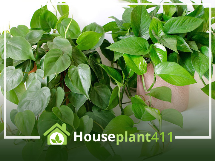 Trailing vines of thin, green, heart- shaped leaves on a heartleaf philodendron - Houseplant411