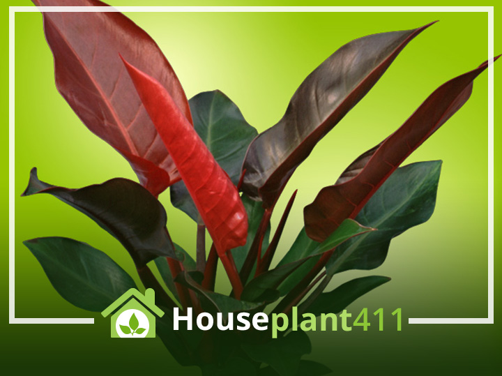 Large, reddish/green, pointed oval leaves on Philodendron Imperial Red - Houseplant411